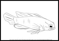 How to Draw a Royal Gramma