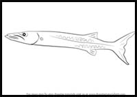 How to Draw a Barracuda