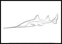 How to Draw a Sawfish