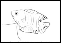 How to Draw a Gourami
