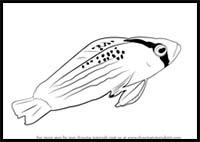How to Draw a Dottyback