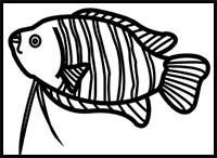 How to Draw a Dwarf Gourami