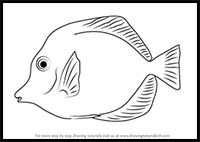 How to Draw a Yellow Tang