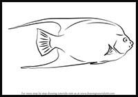 How to Draw a Tropical Fish