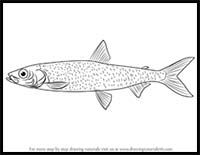 How to Draw a Bloater Fish