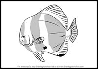 How to Draw an Orbicular Batfish