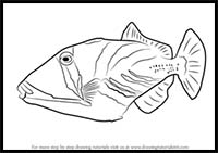 How to Draw a Lagoon Triggerfish