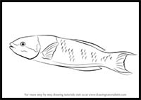 How to Draw a Cortez Rainbow Wrasse