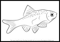 How to Draw a Rosy Barb