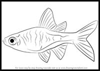 How to Draw a Rasbora