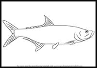 How to Draw a Tarpon