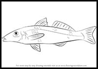 How to Draw a Whiting Fish