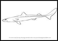 How to Draw a Spiny Dogfish