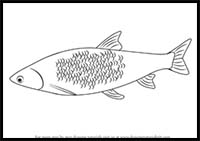 How to Draw a Common Nase