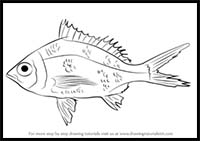How to Draw a Mojarra
