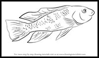 How to Draw a Lake Magadi Tilapia