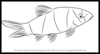 How to Draw a Clown Loach