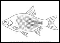 How to Draw a Common Rudd