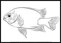 How to Draw a Damselfish