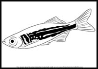 How to Draw a Danio