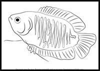 How to Draw a Dwarf Gourami