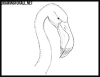 How to Draw a Flamingo Head
