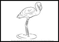 How to Draw a Flamingo
