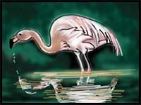 How to Draw a Flamingo