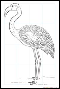 How to Draw a Flamingo