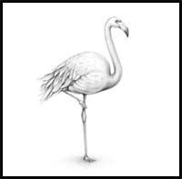 How to Draw a Flamingo
