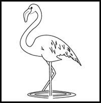 How to Draw a Flamingo
