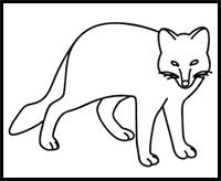 How to Draw an Arctic Fox