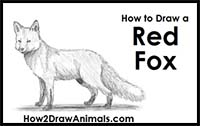 How to Draw a Fox (Red Fox)