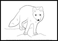 How to Draw an Arctic Fox