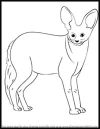 How to Draw a Bat-Eared Fox