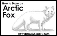 How to Draw an Arctic Fox