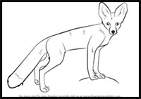 How to Draw a Kit Fox