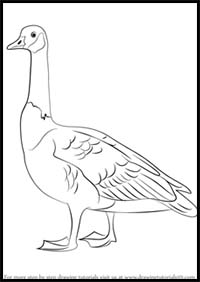 How to Draw a Canada Goose