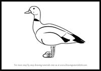 How to Draw a Goose