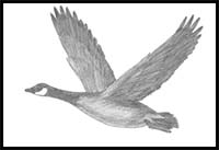 How to Draw a Canada Goose