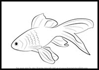 How to Draw a Gold Fish