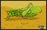 How to Draw a Grasshopper