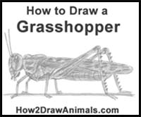 How to Draw a Grasshopper