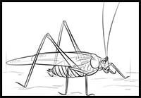 How to Draw a Grasshopper