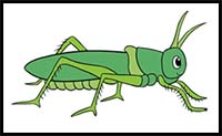 How to Draw a Grasshopper