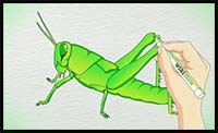 How to Draw a Grasshopper