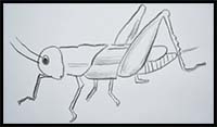 How to Draw a Grasshopper