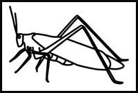 How to Draw a Green Grasshopper