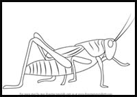How to Draw a Grasshopper