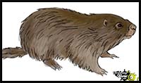 How to Draw a Groundhog